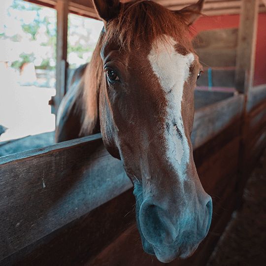 Horse Riding Jobs Abroad in America Camp Leaders UK